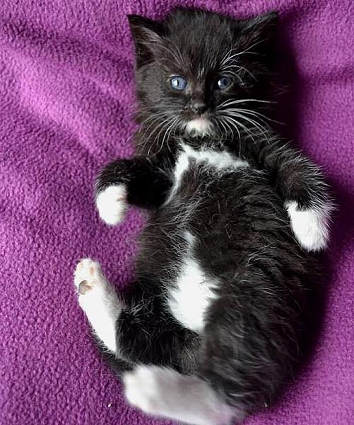 Kattenpraat