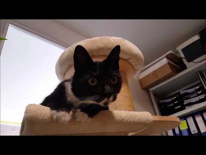 Kattenpraat