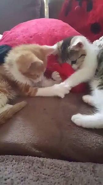 Kattenpraat