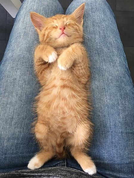 Kattenpraat