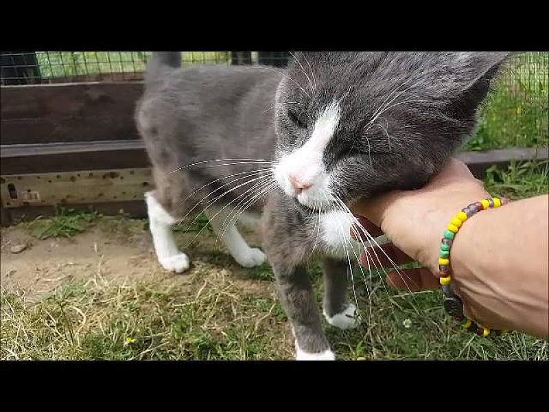 Kattenpraat