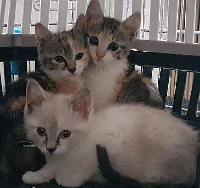 Kattenpraat
