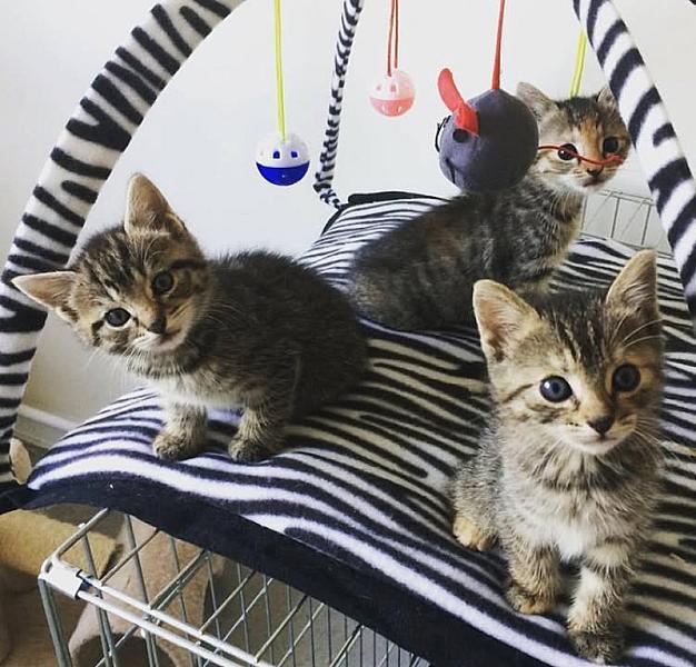 Kattenpraat