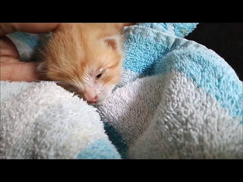 Kattenpraat