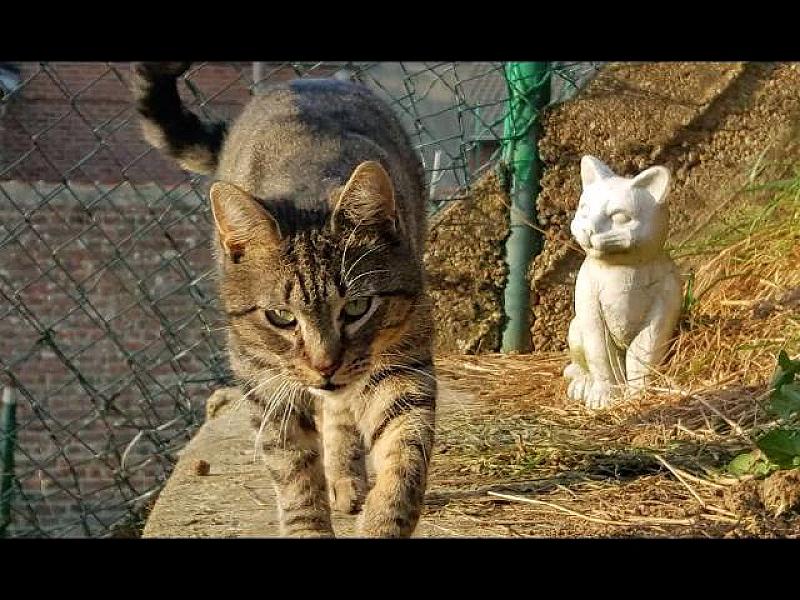 Kattenpraat