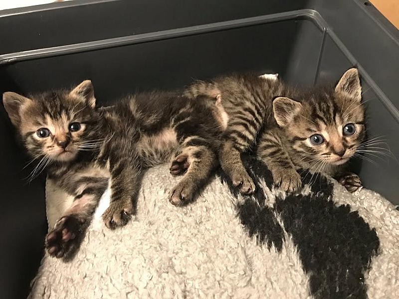 Kattenpraat