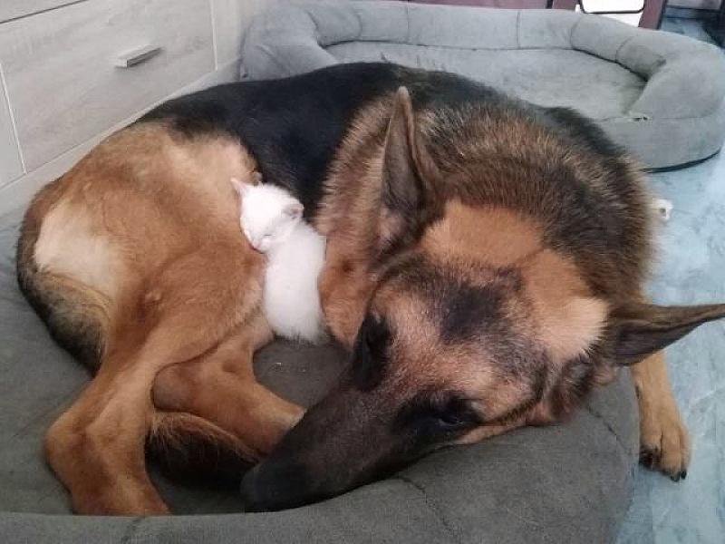 Kattenpraat