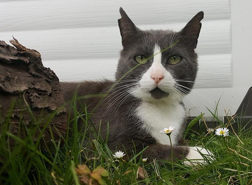 Kattenpraat