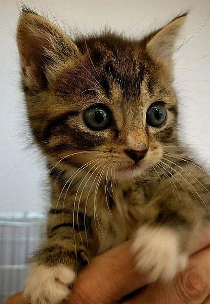 Kattenpraat