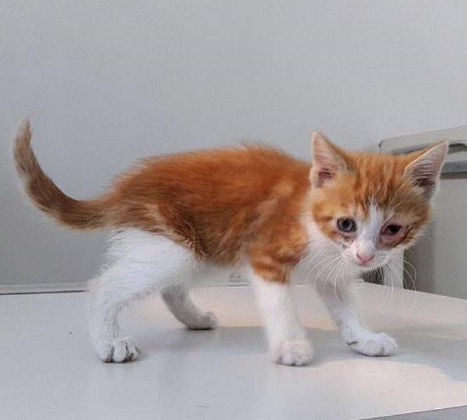 Kattenpraat