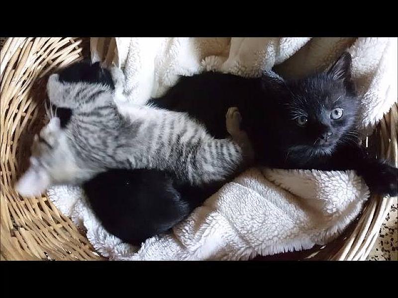 Kattenpraat