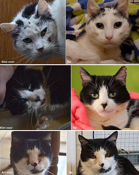 Kattenpraat