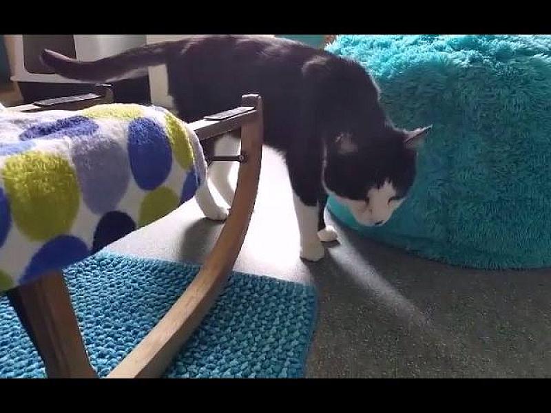 Kattenpraat