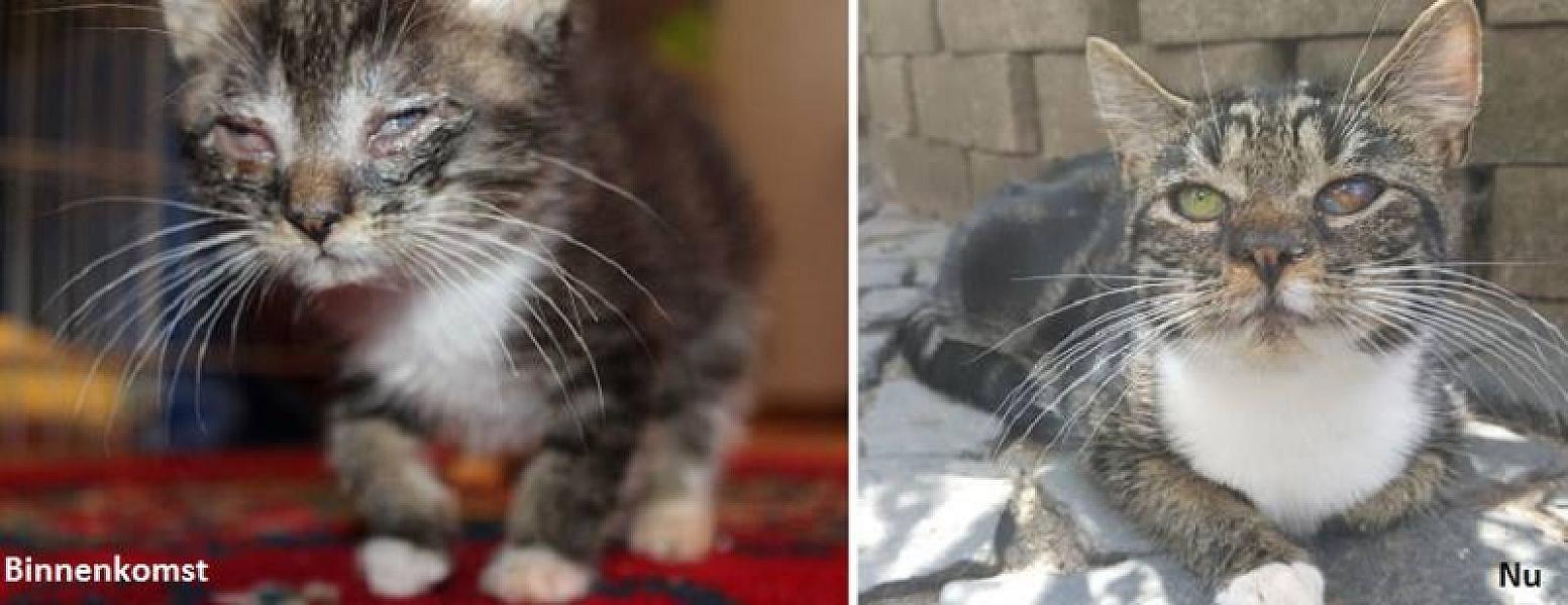 Kattenpraat