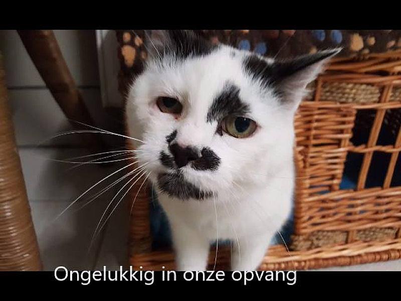 Kattenpraat