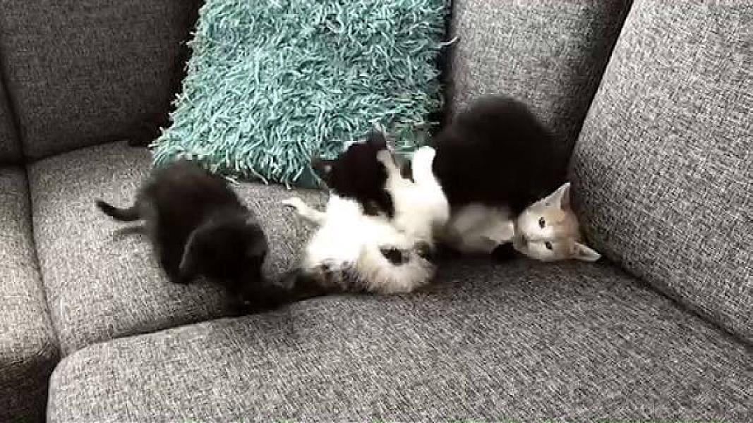 Kattenpraat