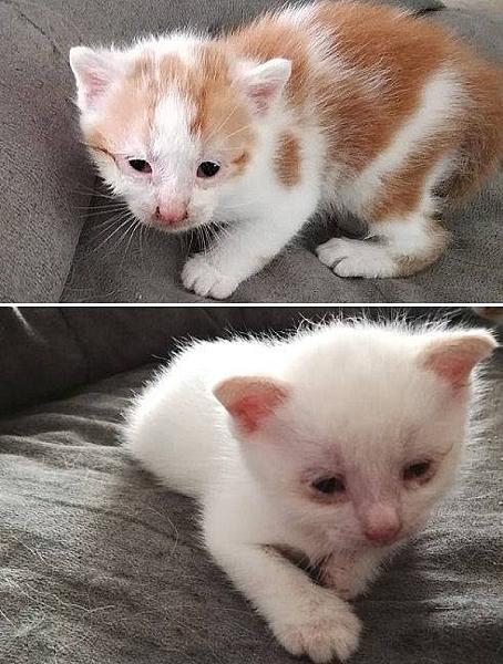 Kattenpraat