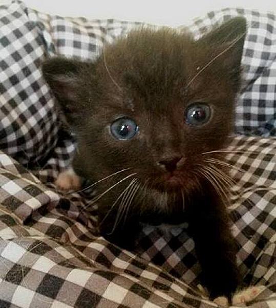 Kattenpraat