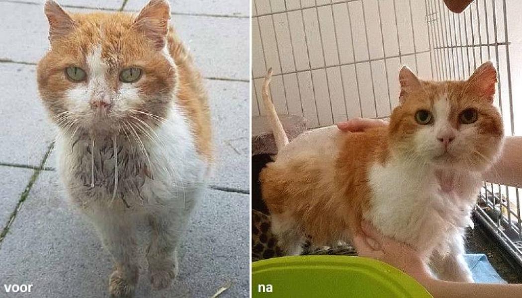 Kattenpraat