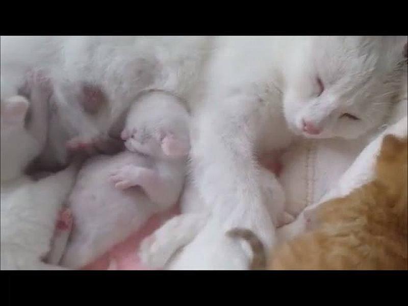 Kattenpraat