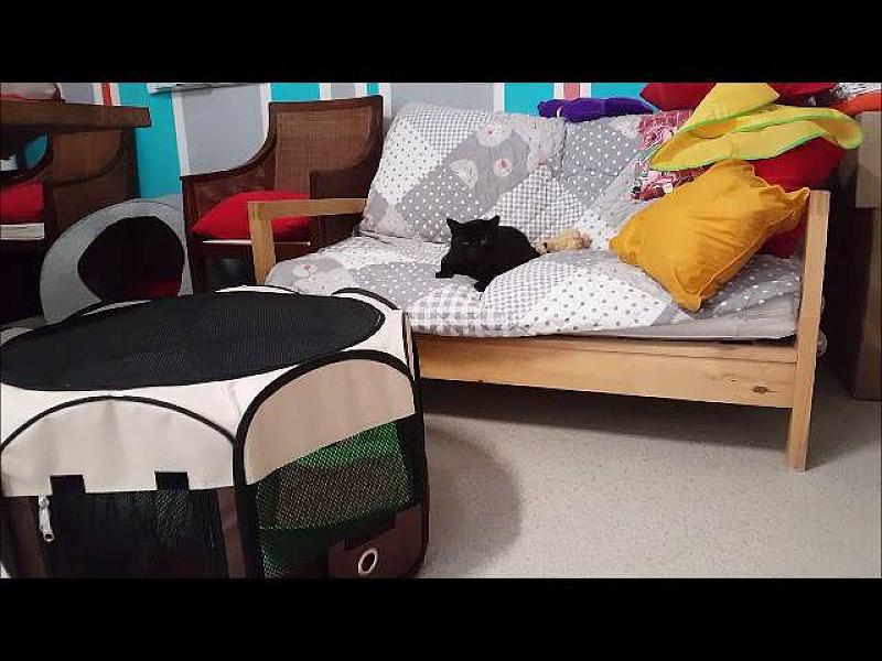 Kattenpraat