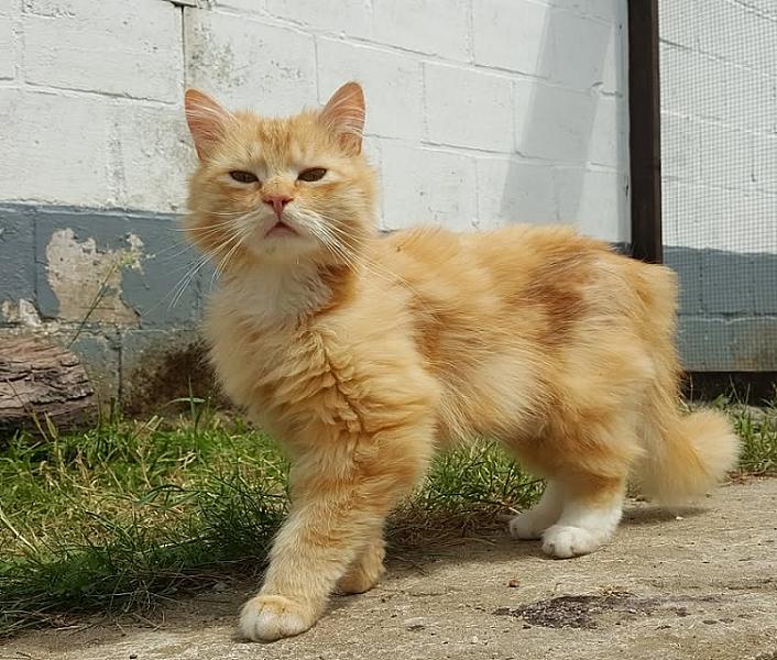 Kattenpraat
