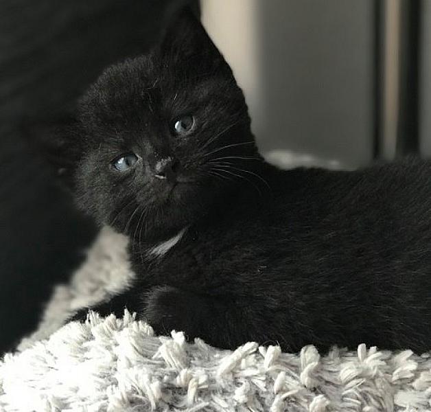 Kattenpraat