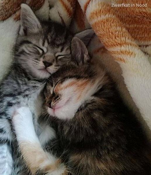 Kattenpraat