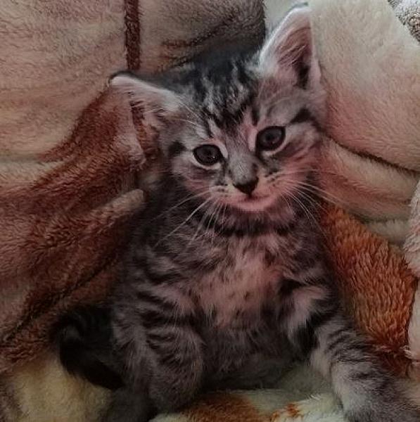 Kattenpraat