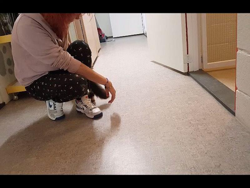 Kattenpraat