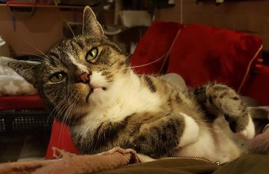 Kattenpraat