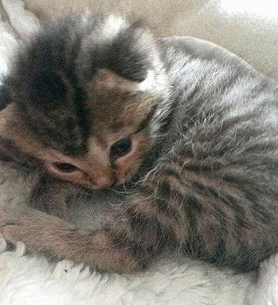 Kattenpraat