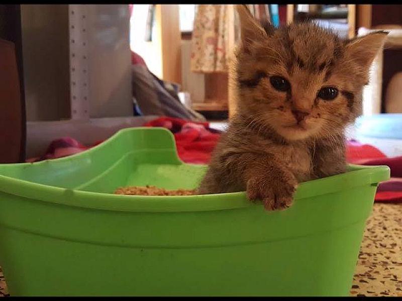 Kattenpraat