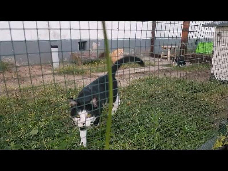 Kattenpraat