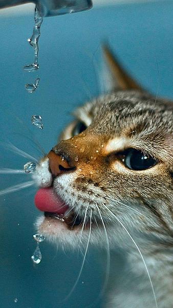 Kattenpraat