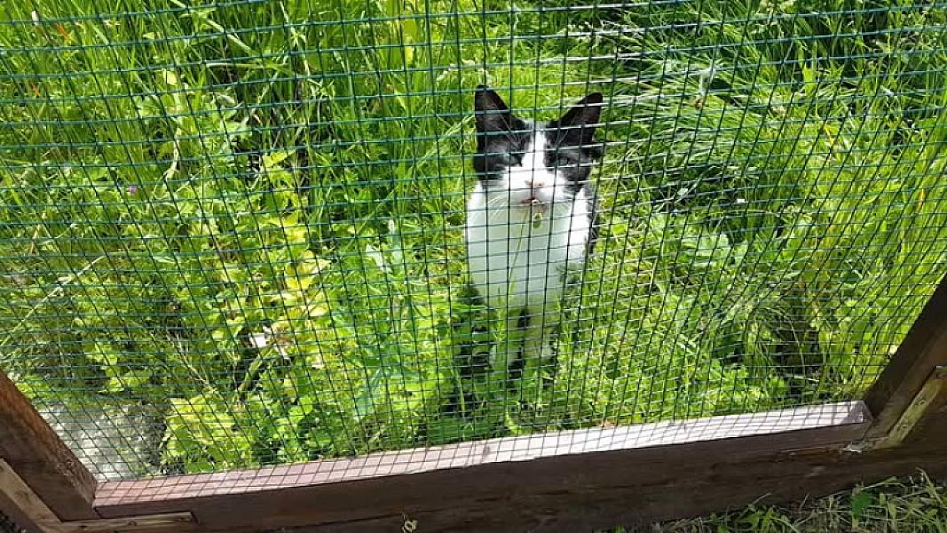 Kattenpraat