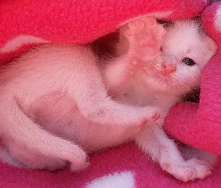 Kattenpraat