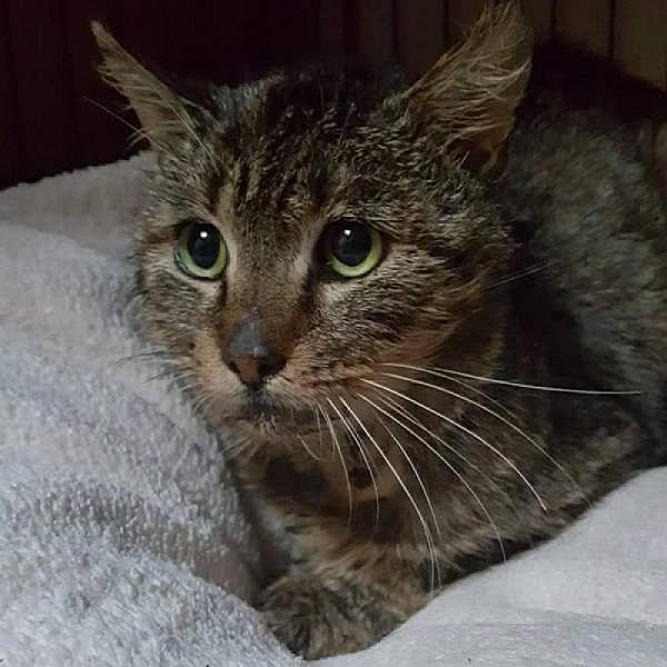 Kattenpraat