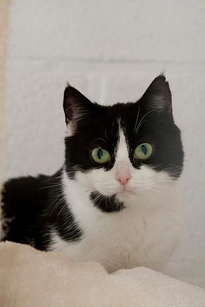 Kattenpraat