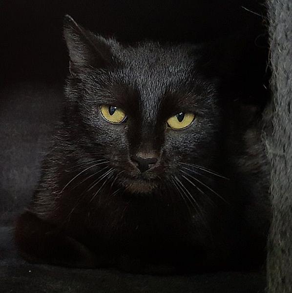 Kattenpraat