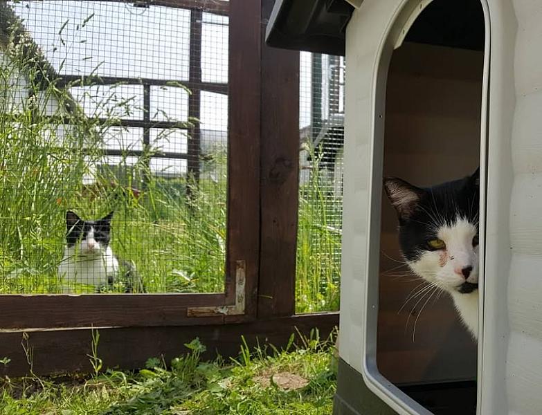 Kattenpraat