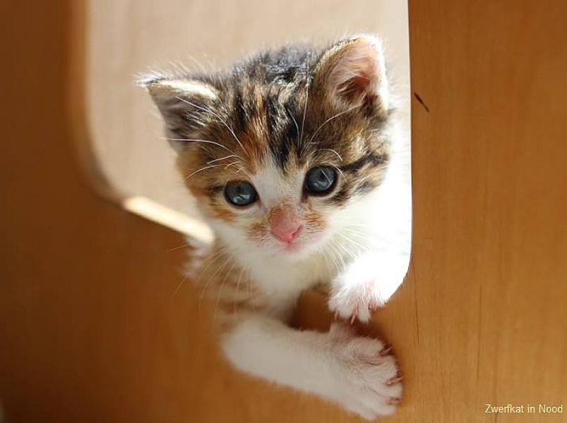 Kattenpraat