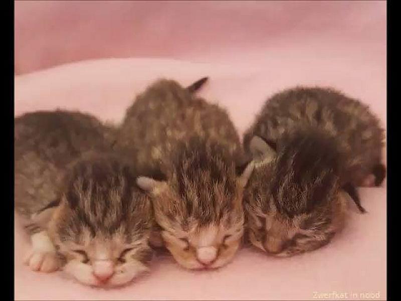 Kattenpraat