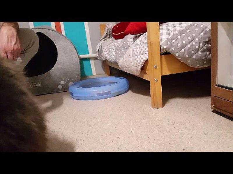 Kattenpraat