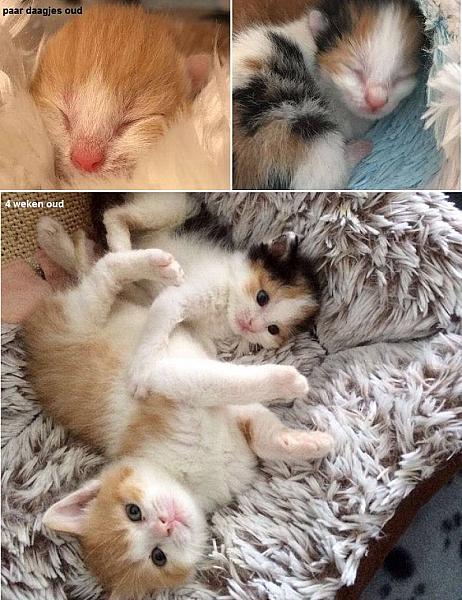 Kattenpraat