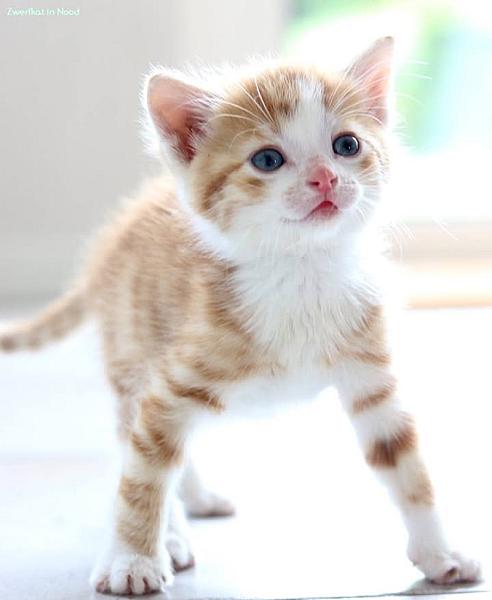 Kattenpraat