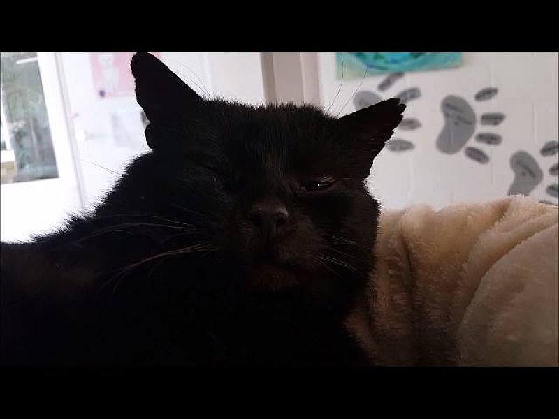 Kattenpraat