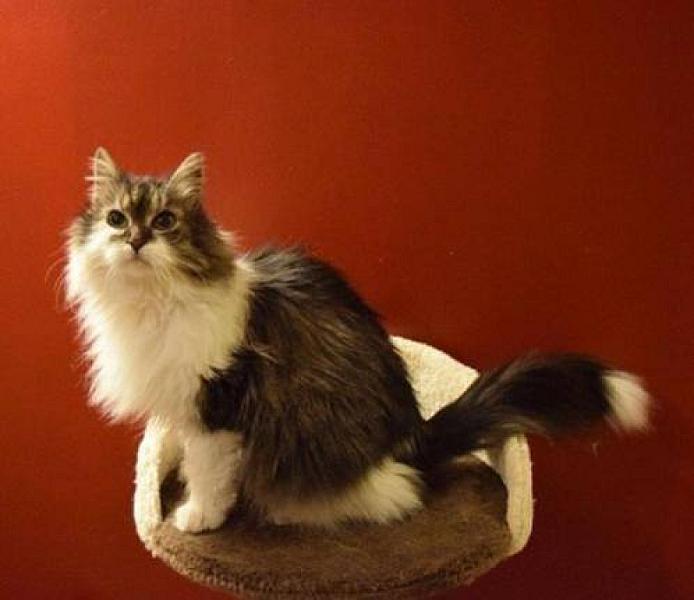 Kattenpraat