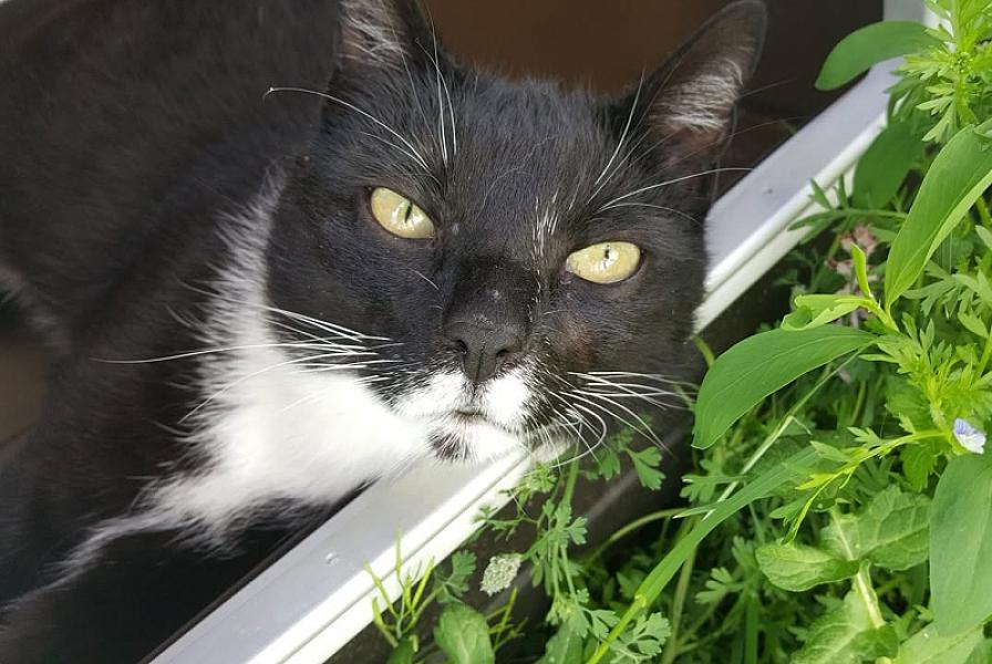 Kattenpraat
