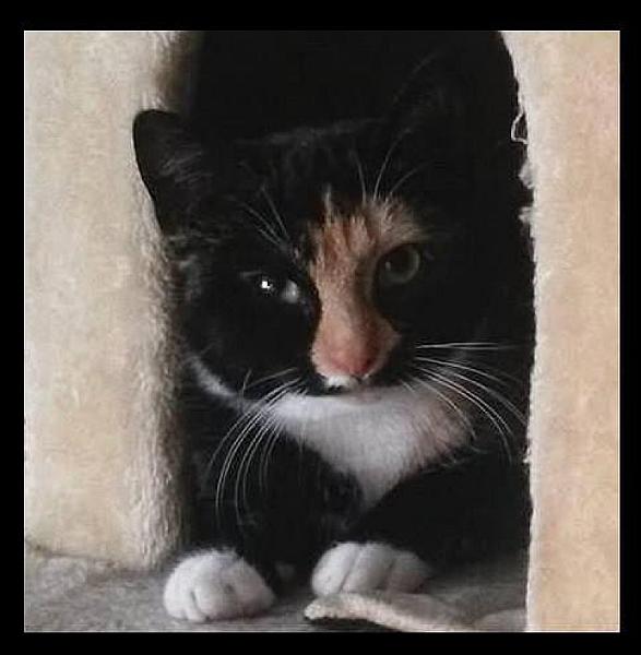 Kattenpraat